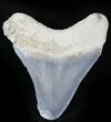 Serrated  Bone Valley Megalodon Tooth #22911-1